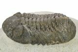 Detailed Morocops Trilobite - Ofaten, Morocco #272833-1